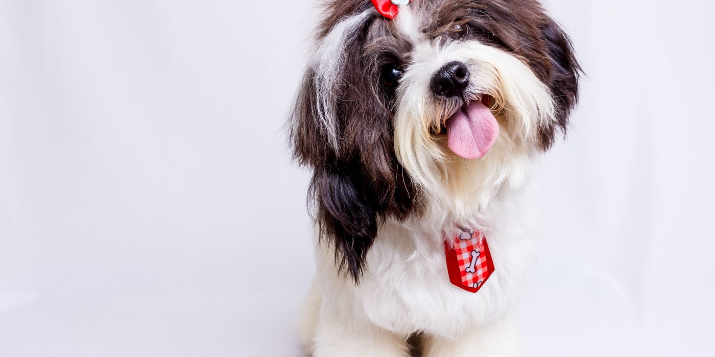 Cute dog photo